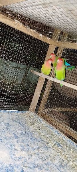 love birds breader pairs and pathy available 0