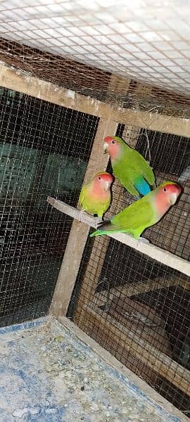 love birds breader pairs and pathy available 1