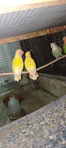 love birds breader pairs and pathy available 3