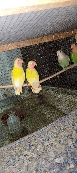 love birds breader pairs and pathy available 4