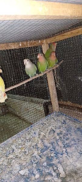 love birds breader pairs and pathy available 5