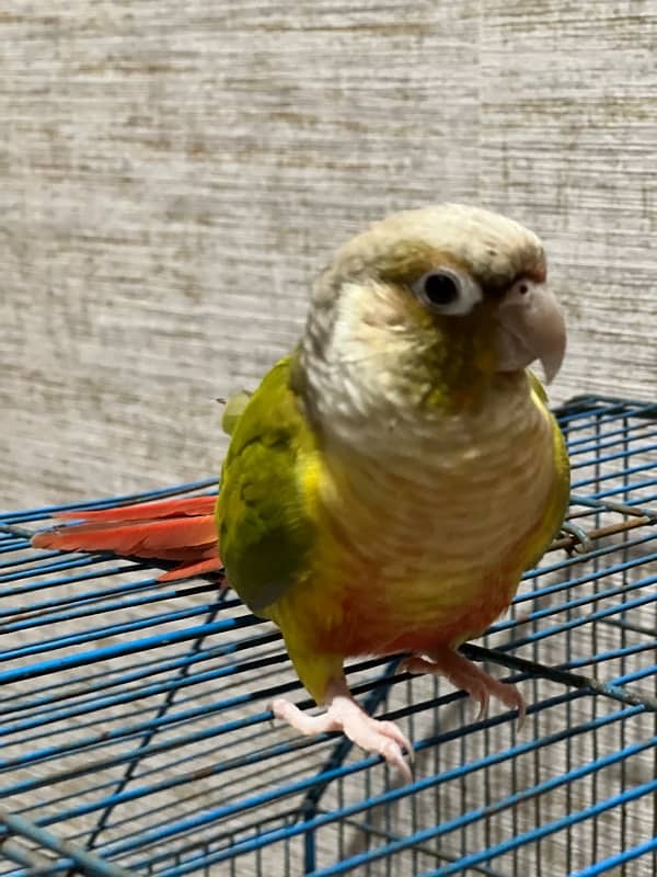 pineapple conure fully hand tamed and fly tamed 0