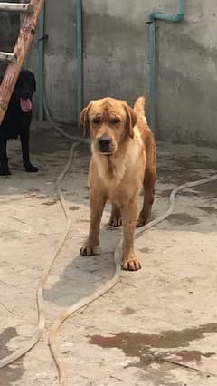 labrador