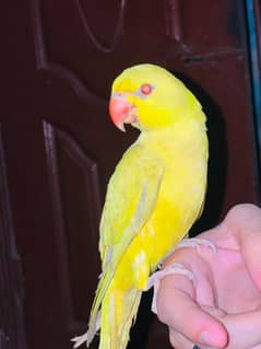 Yellow Ring neck Hand tamed