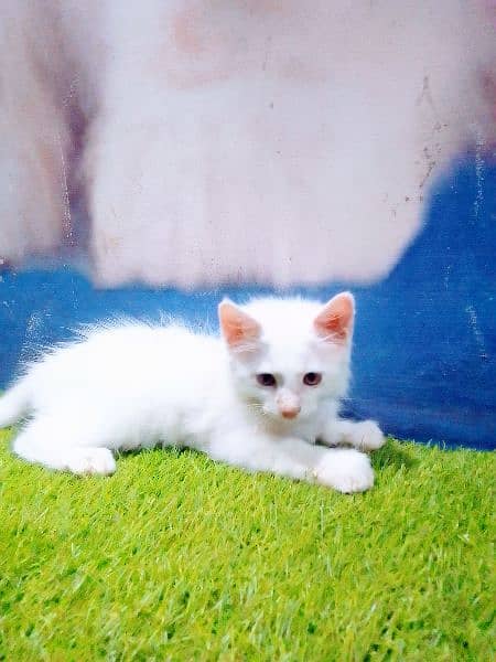 Persian cat baby 1