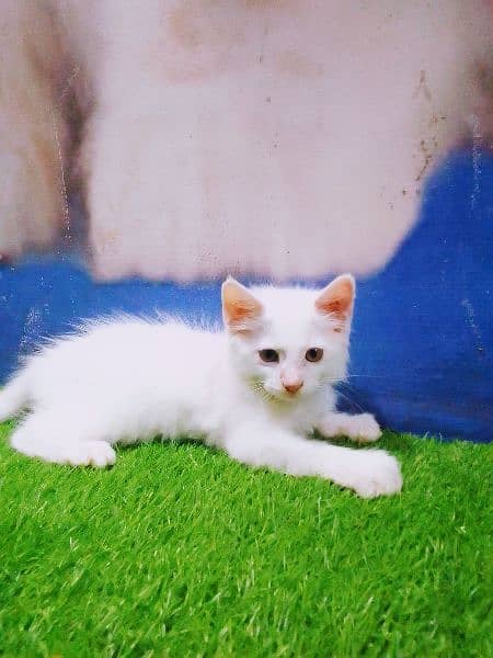 Persian cat baby 2