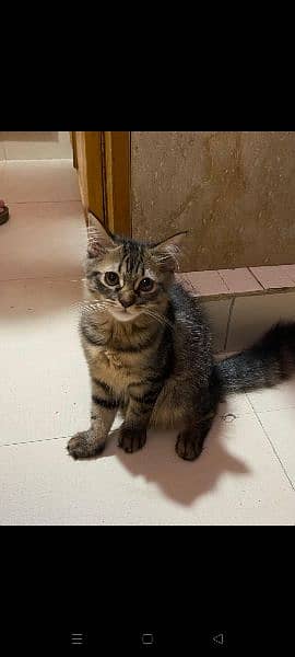 Persian kitten for sale / Persian cat for sale 3