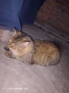 Persian cat sell