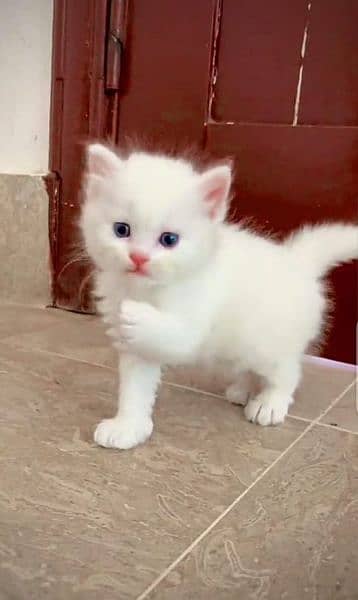 Persian cat for sale 2 month age WhatsApp number 03267720525 0