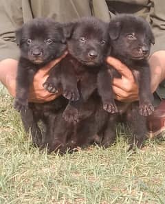 black German shepherd propar long cot pair