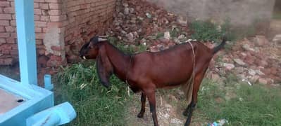 Bakri for sale 0