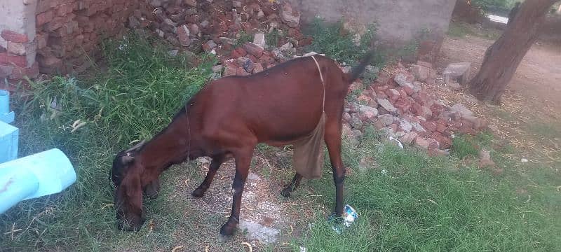 Bakri for sale 1