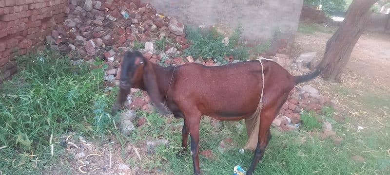 Bakri for sale 2