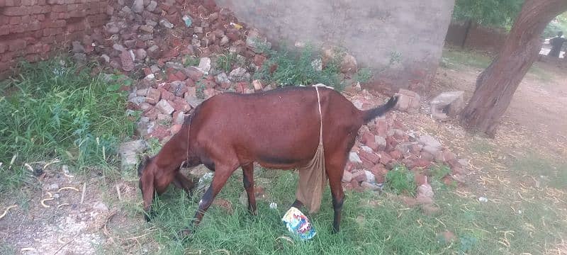 Bakri for sale 3