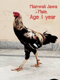 Aseel Jawa / Mianwali /  Breeder'/ Hen / Murga / Rooster /اصیل مرغا