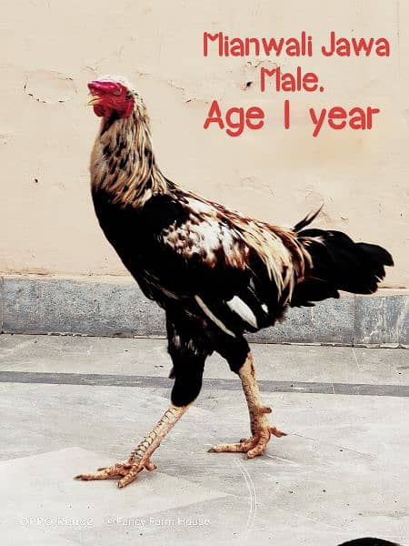 Aseel Jawa / Mianwali /  Breeder'/ Hen / Murga / Rooster /اصیل مرغا 0