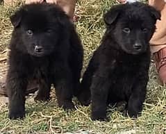 black German shepherd propar long cot pair