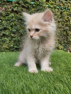 Persian kittens Available