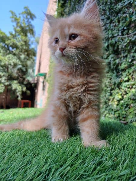 Persian kittens Available 1