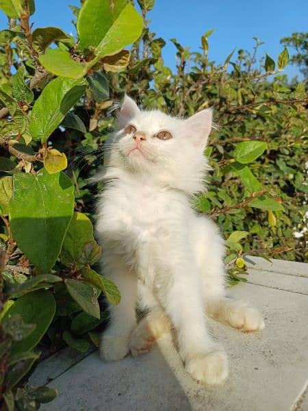 Persian kittens Available 4