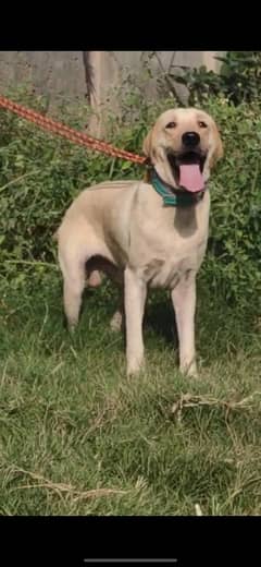 labrador male 1 year old