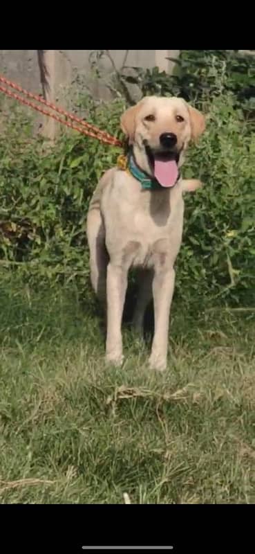 labrador male 1 year old 2