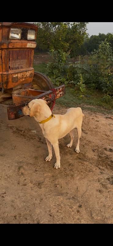 labrador male 1 year old 3