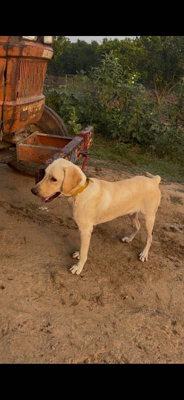 labrador male 1 year old 4