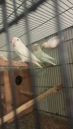 love birds albino red eyes  split pair breeder 100 cocktail mail hai