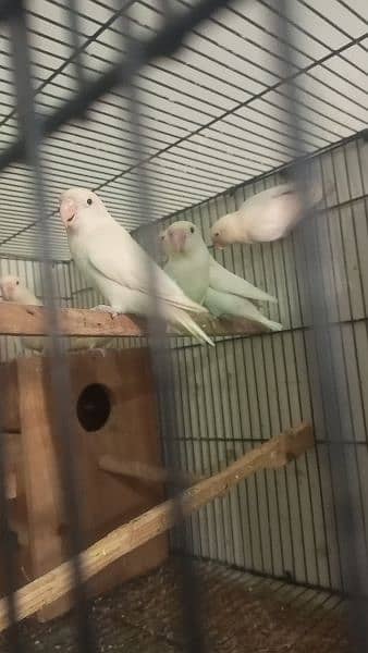 love birds albino red eyes  split pair breeder 100 cocktail mail hai 0