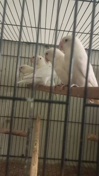 love birds albino red eyes  split pair breeder 100 cocktail mail hai 1