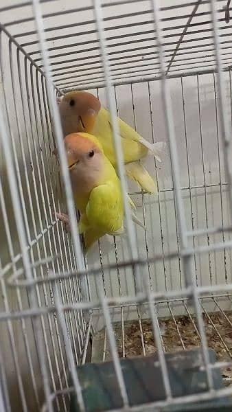 love birds albino red eyes  split pair breeder 100 cocktail mail hai 2