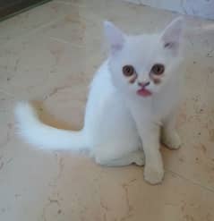 White Persian cat 0