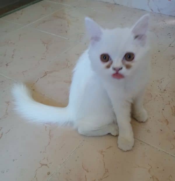 White Persian cat 0