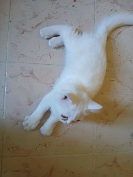 White Persian cat 2