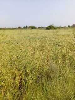 Agricultural land