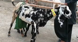 2 bacche wali Shera print Bakri for sale. 03277559164