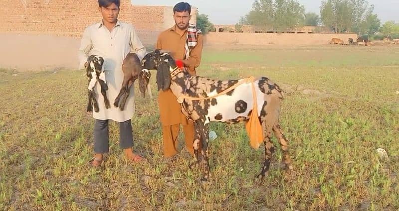 2 bacche wali Shera print Bakri for sale. 03277559164 2