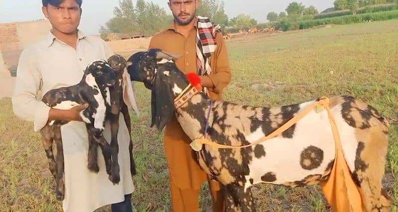 2 bacche wali Shera print Bakri for sale. 03277559164 3