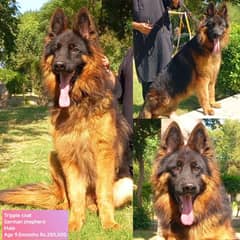 Tripple coat German shepherd Male