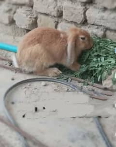 holland lops rabbits female