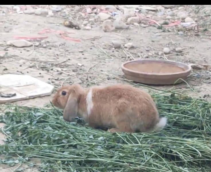 holland lops rabbits female 1