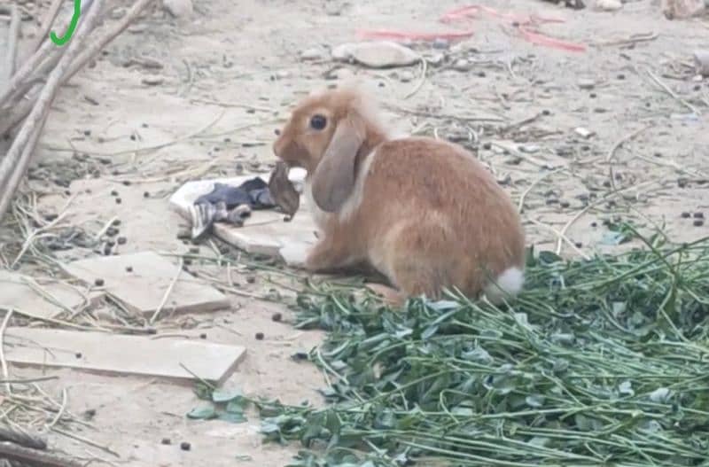 holland lops rabbits female 2