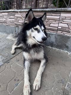 Siberian Husky 100% Pure Breed (Blue Eyes),07 Months Old (URGENT SALE) 0