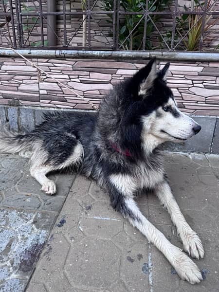 Siberian Husky 100% Pure Breed (Blue Eyes),07 Months Old (URGENT SALE) 1