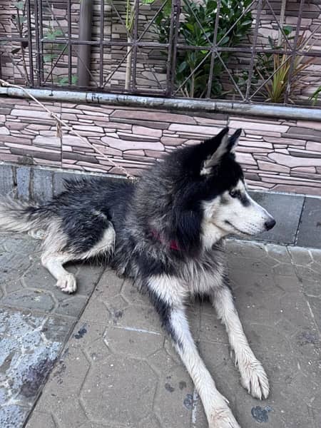 Siberian Husky 100% Pure Breed (Blue Eyes),07 Months Old (URGENT SALE) 2