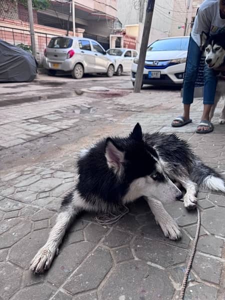 Siberian Husky 100% Pure Breed (Blue Eyes),07 Months Old (URGENT SALE) 4