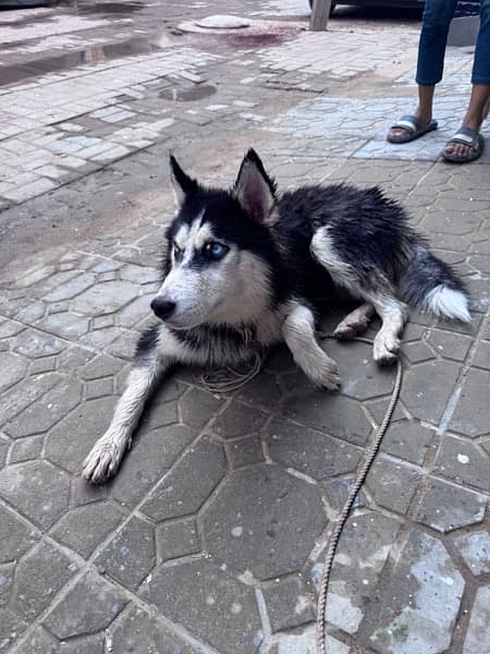 Siberian Husky 100% Pure Breed (Blue Eyes),07 Months Old (URGENT SALE) 5