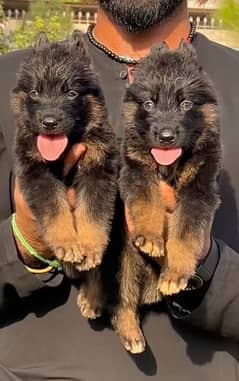 German Shepherd long coated 45days for sale