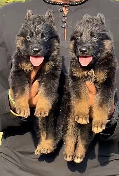 German Shepherd long coated 45days for sale 1